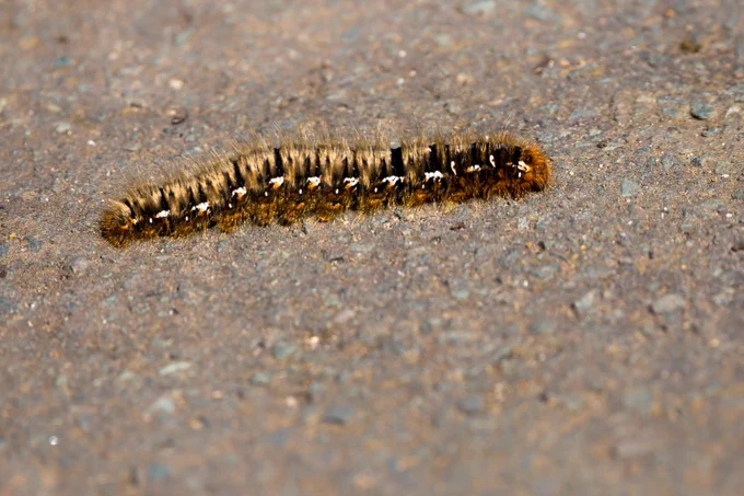 Photograph of Oak Eggar moth caterpillar (Lasiocampa quercus) about 75mm long crawling across path, Farnham, Surrey, UK, 15 April 2022.