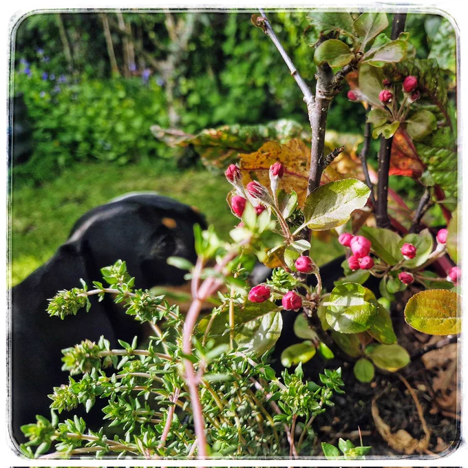 Pink blossom buds in a garden planter, with a small sausage dog sneaking into shot too!