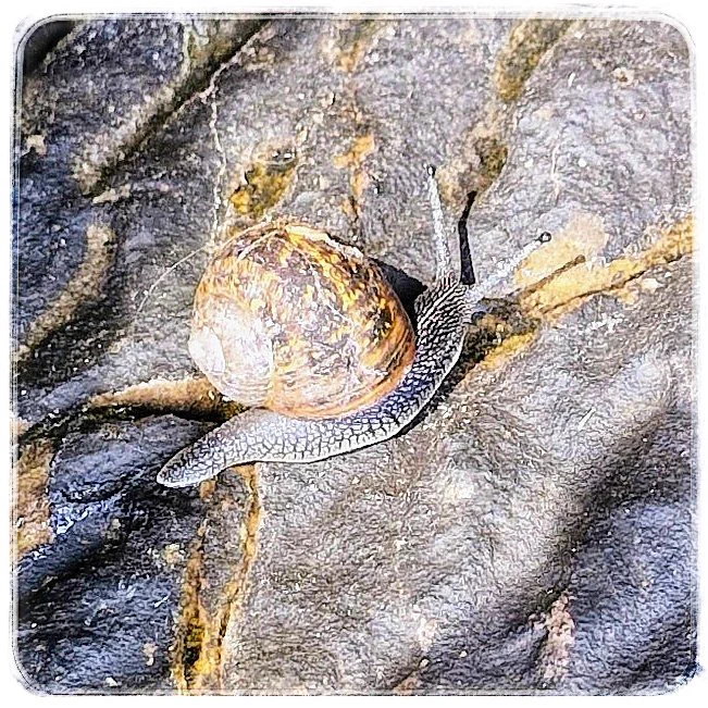 A lovely old garden snail, horns out, on bumpy old stone.