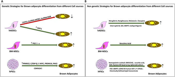 Fig. 3. Differentiation strategies employed for brown adipocyte induction from human stem cells. (A) Schematic representation of genetic factors and their mode of modulation (overexpression or knockdown) across different cell sources, indicating whether each manipulation enhanced or reduced brown adipocyte differentiation. (B) Diagrammatic summary of non-genetic factors applied to various human cell sources, depicting the range of stimuli such as growth factors, small molecules, hormones, phytochemicals, and physiological or developmental cues reported to promote brown adipocyte differentiation.