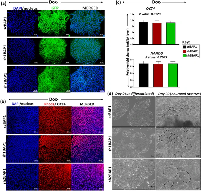 Fig. 1. | Generation of scBAP1, sh1BAP1, sh2BAP1 stable cell lines and differentiation into neuronal progenitor cells

(a) Post lentiviral transduction of human embryonic stem cells (hESCs) with scBAP1, sh1BAP1 and sh2BAP1 lentiviruses, was verified by enhanced green fluorescence protein (EGFP) at day 4, in absence of doxycycline (Dox-). DAPI (blue) was used to stain the nucleus. (Magnification: 20X)