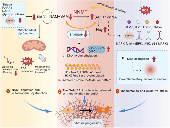 Fig. 1. The core mechanisms of NNMT-mediated fibrosis: NAD depletion, methylation imbalance, inflammation, and oxidative stress

NAD , Nicotinamide adenine dinucleotide; MAPK, Mitogen-activated protein kinase; SAH, S-adenosyl-L-homocysteine; SAA, Serum amyloid A; NAM, Nicotinamide; ROS, Reactive oxygen species; SAM, S-Adenosylmethionine; NNMT, Nicotinamide N-methyltransferase; MNA, 1-Methylnicotinamide; Hcy, Homocysteine; PARPs, Poly (ADP-ribose) polymerases.
