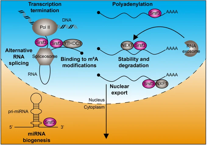 Fig. 2. Roles of SRSF3 in RNA metabolism. SRSF3 (magenta) contributes to alternative RNA splicing, binding to m6A modifications, transcription termination, polyadenylation, transcript stability, nuclear export and miRNA biogenesis. Pol II, RNA polymerase II; YTHDC1, YTH domain-containing protein 1; NEXT, nuclear exosome targeting complex; NXF1, nuclear RNA export factor 1.