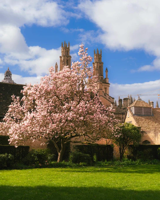 A large magnolia tree in full pink bloom in the gardens of The Queen’s College, Oxford, with historic college buildings and towers in the background.
