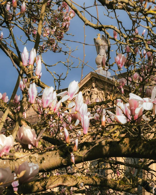 Close-up of pink magnolia blossoms framing part of The Queen’s College, Oxford, with an ornate rooftop and stone eagle statue visible.