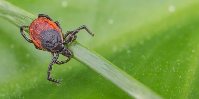 a blacklegged tick on a blade of grass