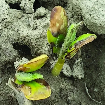 Soybean seedlings with browning on cotyledons.