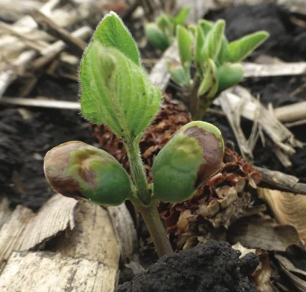 Soybean seedling with browning on cotyledons.