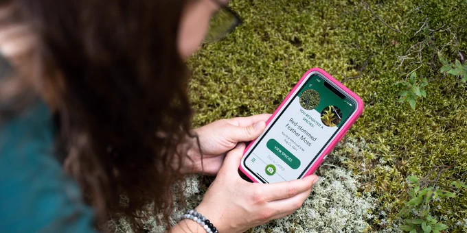 a visitor holding a cellphone with a pink case in their hands using an app called iNaturalist to identify the moss in the background.