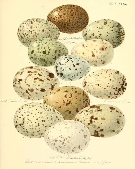 Hand-coloured 19th-century illustration of multiple bird eggs with varied speckled patterns and tones, showing differences across species.