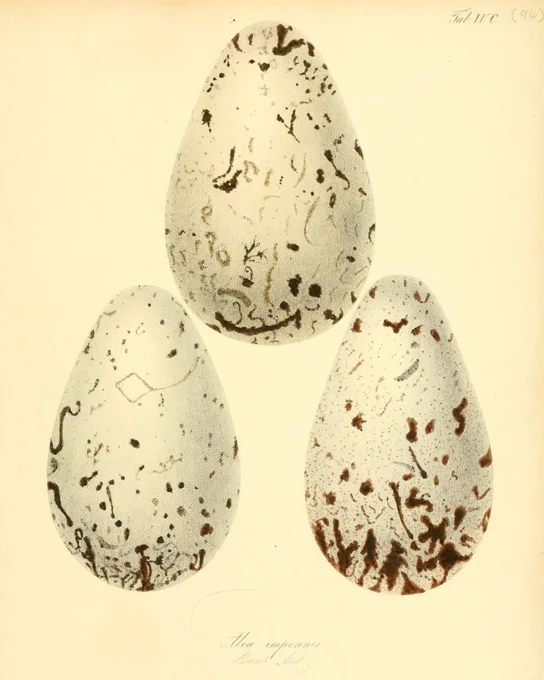 Hand-coloured 19th-century illustration of multiple bird eggs with varied speckled patterns and tones.