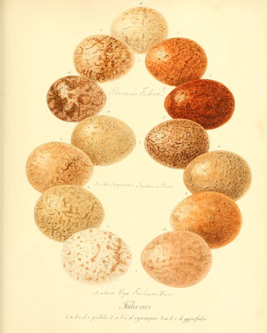 Hand-coloured 19th-century illustration of bird eggs arranged in a circular composition, highlighting variation in colour and surface pattern.