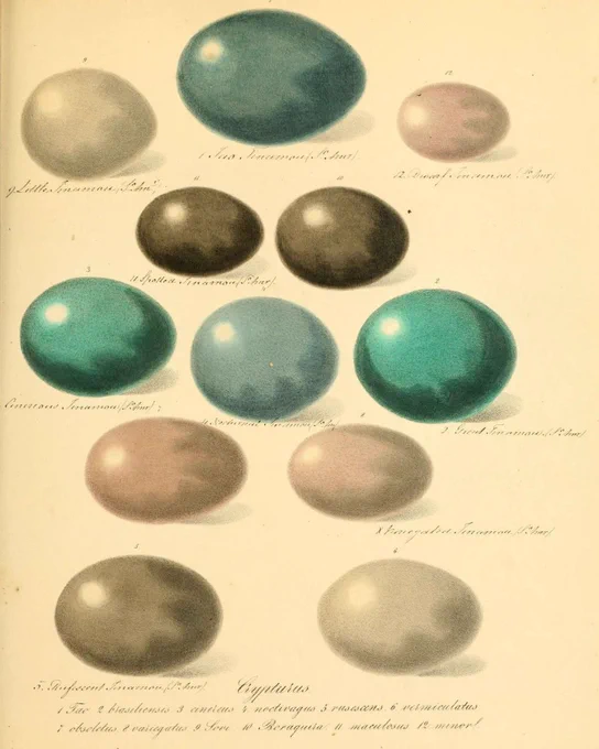 Hand-coloured 19th-century illustration of bird eggs in shades of blue, green, and brown, showing natural variation across species.