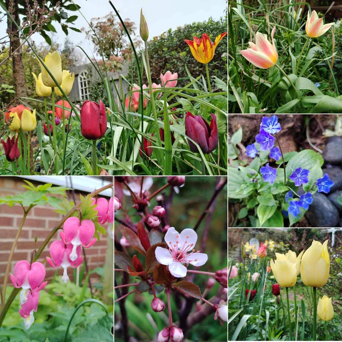 A collage of six photographs of flowers, comprising: a border of dark red purple, yellow and pink Tulips; two stripy pale yellow & pink Tulips; small dark blue star-like flowers with thing white stripes; a clump of elegant pale yellow Tulips, with other Tulips (dark red/purple) in the background; a white cherry blossom flower with pink stamens and small purple leaves; pink and white flowers resembling diving turtles, diving downwards. 