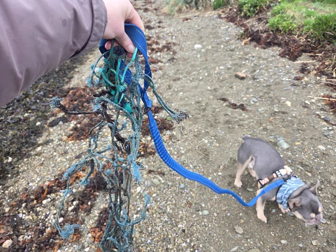 Me walking my grey frenchie on a blue lead holding up rope netting and blue fishing wire 