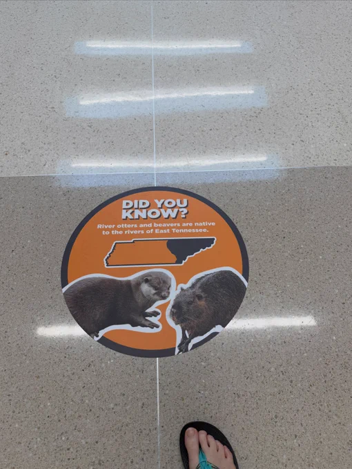 an otter and a beaver on an orange circle with Did you know river otters and beavers are native to rivers of east Tennessee?