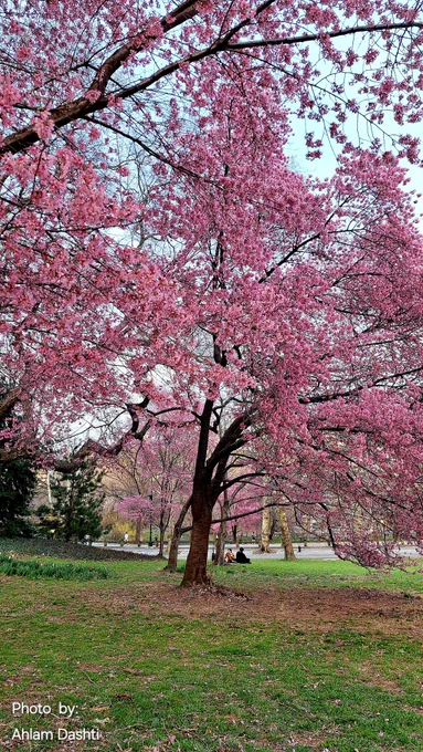 A beautiful Cherry Blossom tree in Central Park, NYC, USA.