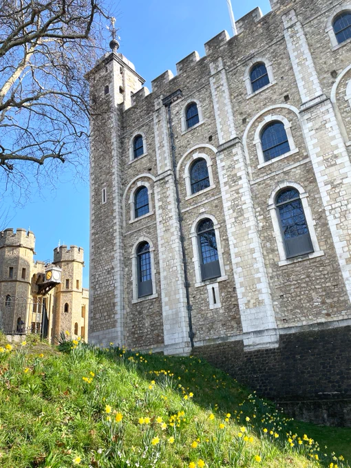 The image shows the Tower of London, a historic stone castle with tall arched windows and crenellated battlements. The scene includes a foreground of vibrant yellow daffodils and green grass under a clear blue sky. A smaller turreted building is visible in the background.
