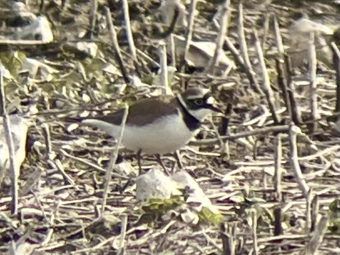 Little Ringed Plover