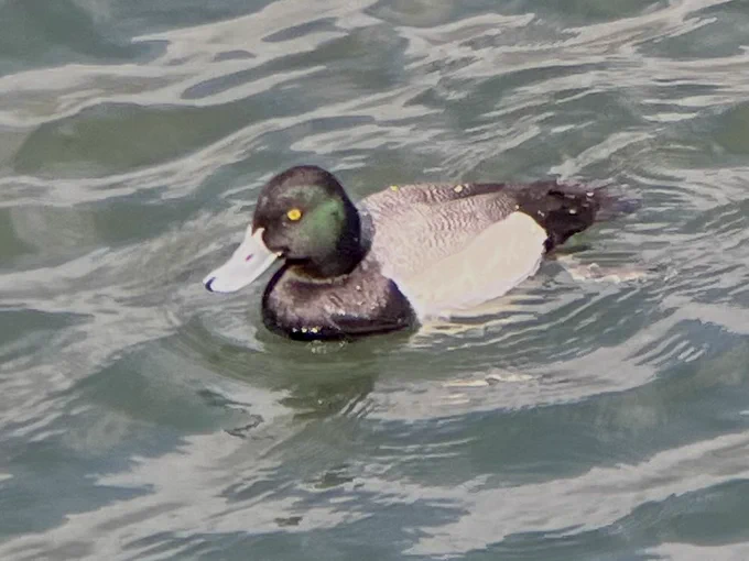 Drake Lesser Scaup