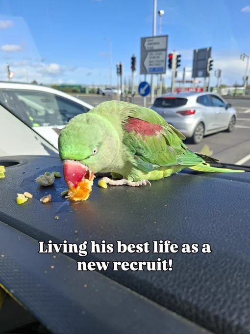 A green parrot with red feathers on its wing sits on a car dashboard eating pieces of orange and nuts near Dublin Airport roads.
