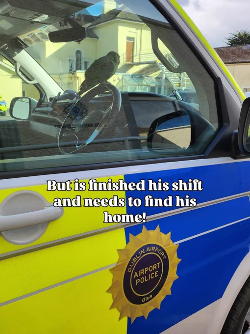 A green parrot perches on the steering wheel of a Dublin Airport Police vehicle parked outside a building.
