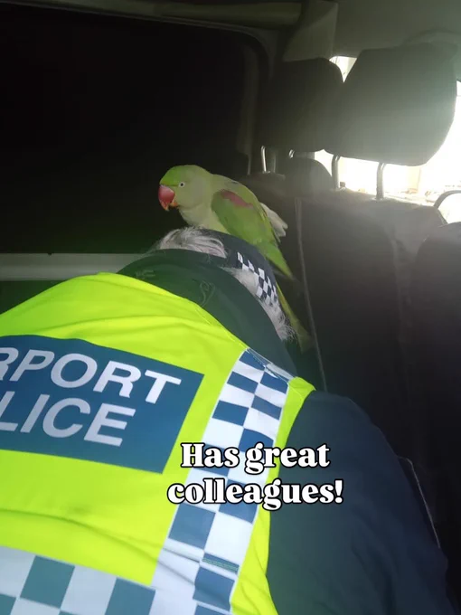 A green parrot sits on the shoulder of a Dublin Airport Police officer inside a vehicle.