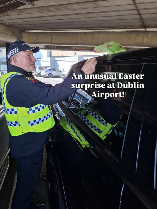 Dublin Airport Police officer stands beside a black vehicle in a car park, gently feeding a green parrot perched on the roof.