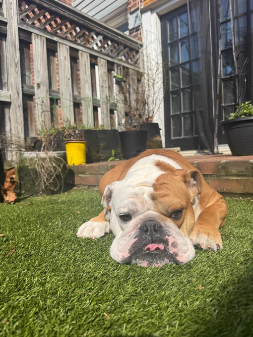 jack pouts in the grass