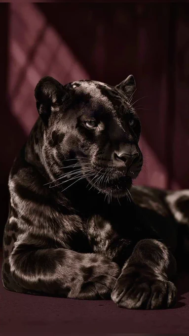 black panther