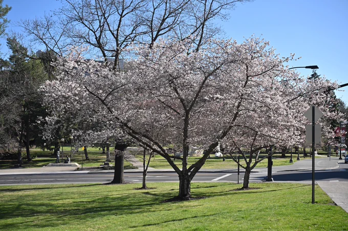 Color outdoor photo of a tree with white blooms standing in a green grassy field with other trees around. Blue sky is above. 