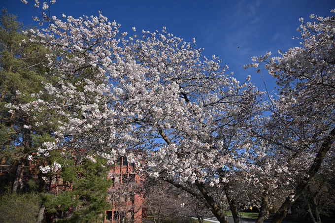 Blue sky sits above a cherry tree with white blossoms. A large green tree is on the left and a red brick building is in the background. 
