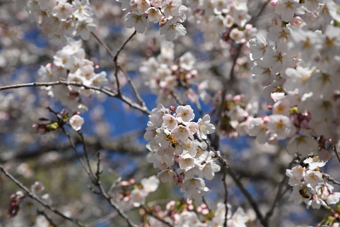A bee collects pollen from a cherry blossom with various blossoms around and blue sky is behind. 