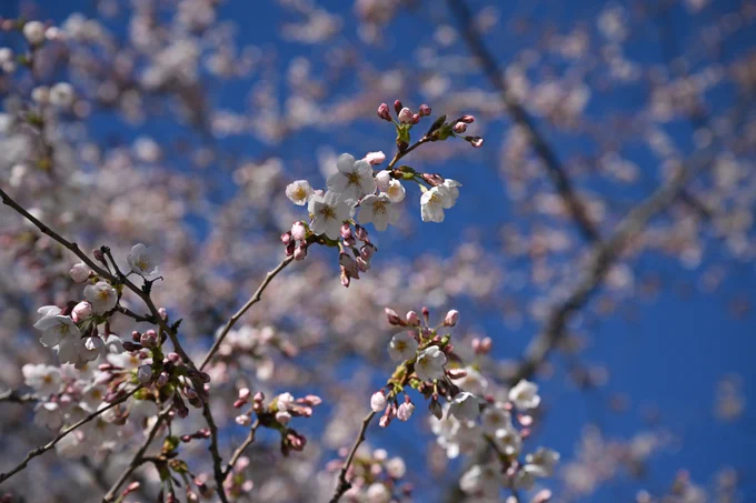 Blue sky is in the background while white cherry blossoms hang on various branches. 