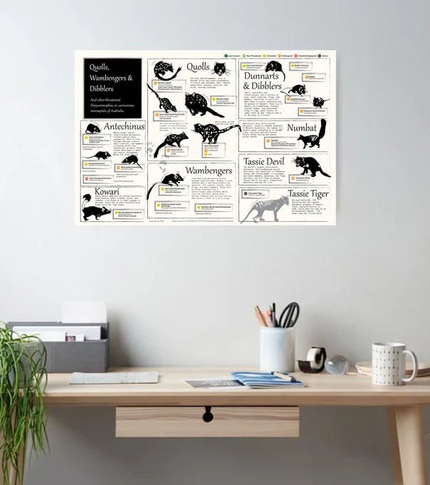 Framed black and white ink-style field guide poster of Australian carnivorous marsupials displayed on a minimalist wall above a desk.