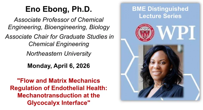 On the left-hand side of the image is speaker name, affiliations, and seminar information (including presentation title): 

Eno Ebong, Ph.D.
Associate Professor of Chemical Engineering, Bioengineering, Biology
 Associate Chair for Graduate Studies in Chemical Engineering
Northeastern University 
Monday, April 6, 2026 
"Flow and Matrix Mechanics Regulation of Endothelial Health: Mechanotransduction at the Glycocalyx Interface"

On the right-hand side of the image is Dr. Ebong’s headshot on top of a light blue background with “BME Distinguished Lecture Series” and the WPI seal. She is a Black woman with wavy black hair to her shoulders. She is looking at the camera and is wearing a black blazer with pinstripes. 
