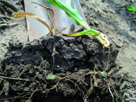 Corn seedlings dug from the ground showing discoloration caused by disease.