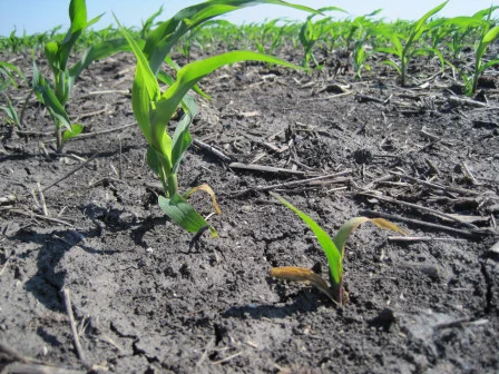 Corn seedlings showing leaf discoloration caused by disease.