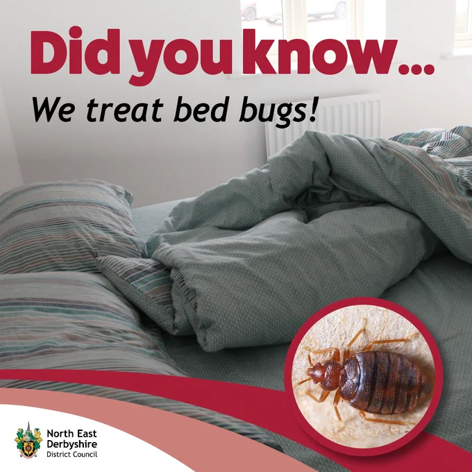 Unmade bed with message offering bed-bug treatment and inset close-up photograph of a bed bug.