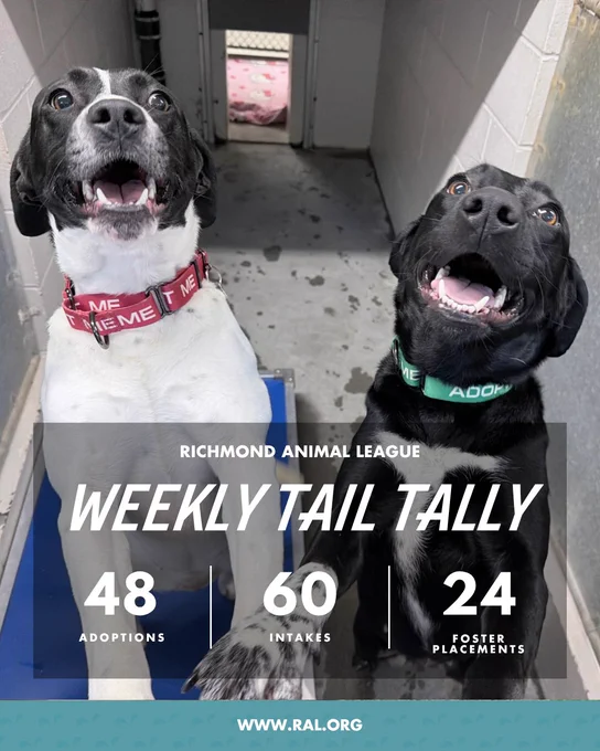 Two eager dogs standing on hind legs with collars; text overlay reads "Richmond Animal League Weekly Tail Tally: 48 adoptions, 60 intakes, 24 foster placements. www.ral.org"