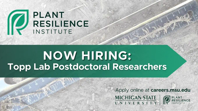 The graphic is a job advertisement for postdoctoral researcher positions in the Topp lab. It features a faded background image of a plant root on top of a ruler next to a probe with the Plant Resilience Institute logo in the top left corner. In the middle of the graphic is a green gradient arrow with the following text: “Now Hiring: Topp Lab Postdoctoral Researchers." In the bottom right corner, there is the MSU PRI logo and the text: “Apply online at careers.msu.edu.”