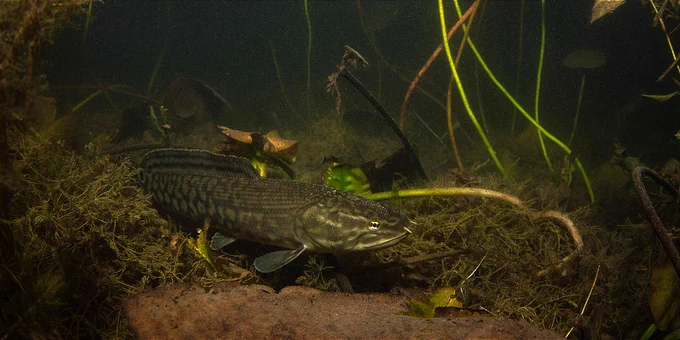 a cryptic fish underwater with a long striped dorsal fin and in the weeds