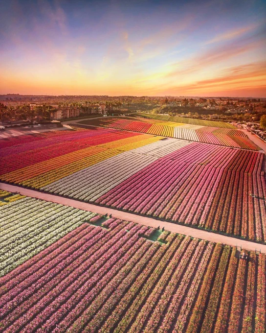 Aerial view of vibrant flower fields in Carlsbad showcasing rows of various colors including pink, yellow, and red. The sunset creates a warm glow over the landscape. A small town is visible in the distance.