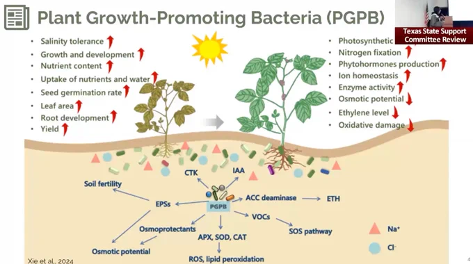 Roles of Plant Growth-Promoting Bacteria in Improving Cotton Growth and Yield Performance Under High Salinity