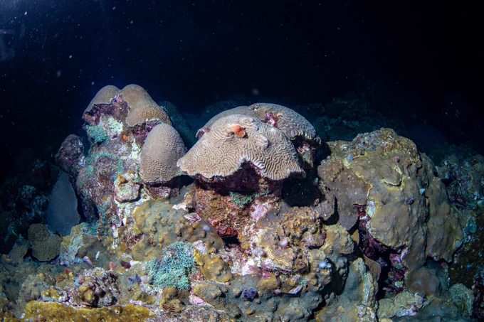 A colorful cluster of stony corals in dark water