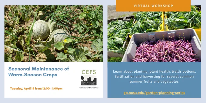 Photos of summer crops with text describing 4/14/26 CEFS Lunch and Learn webinar