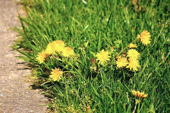 Dandelions