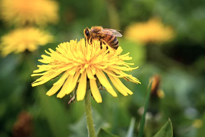 A bee on a dandelion