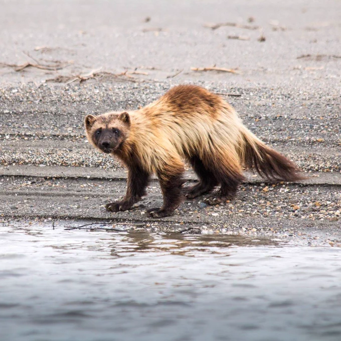 Wolverine standing at the edge of a gravel shoreline, looking toward the camera with water in the foreground. Photo by NPS.