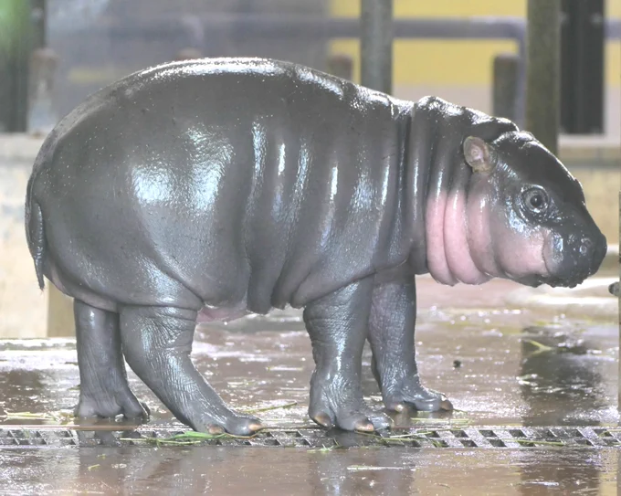 コビトカバの子どものイロハが右を向いています。